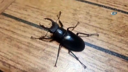 Yurtdışında yüksek fiyatla alıcı bulan böcek Muğla'da ilk kez görüldü