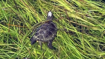 'Nadir balıklar' özenle korunuyor - KONYA