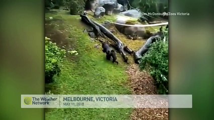 Gorilla HILARIOUSLY replaces an umbrella with hay to avoid the rain