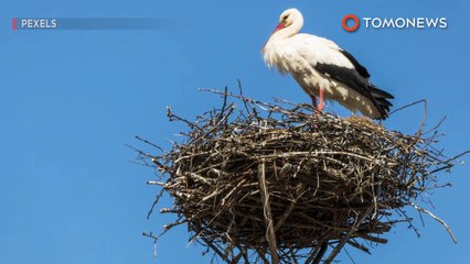 황새, 매년 날개 다쳐 날지못하는 짝 만나러 14000km 이동