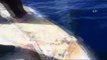 Fethiye'de balina görüldü