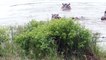 Hippos Save Wildebeest from Crocodiles! - Latest Sightings Pty Ltd
