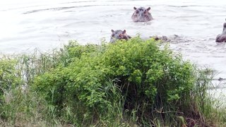 Hippos Save Wildebeest from Crocodiles! - Latest Sightings Pty Ltd