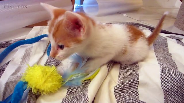 Funny Kittens Funny Playful Kittens (Full) [Funny Pets]