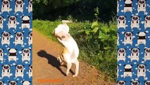 Pug Compilation 66 - Funny Dogs but only Pug Videos | Instapugs