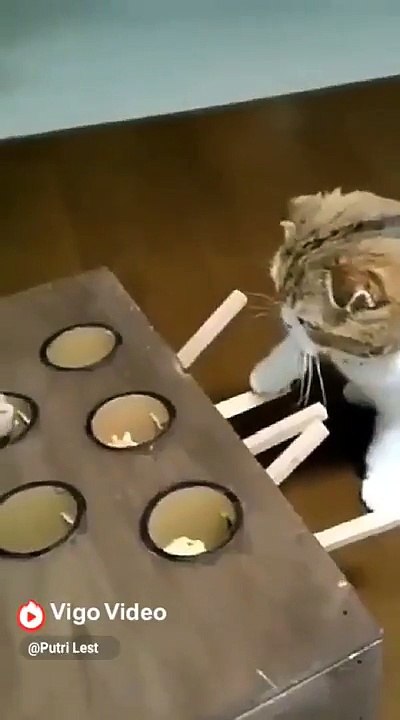 Funny Pets