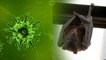 Nipah Virus Facts: जाने आखिर क्या है ये निपाह वायरस? | Boldsky