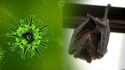 सावधान! तेज़ी से फैल रहा है Nipah Virus, जाने कहां से आया ये Virus | वनइंडिया हिन्दी