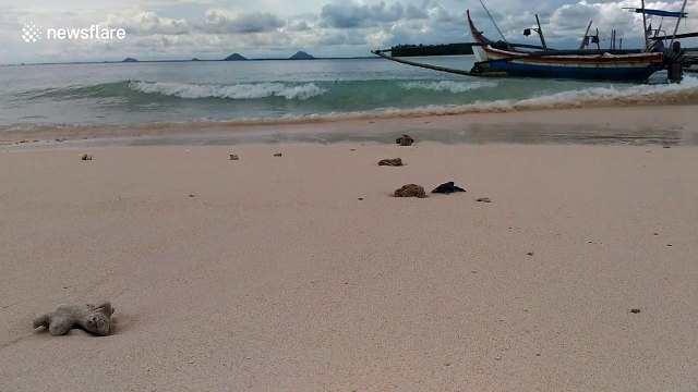 Moment critically endangered baby turtles enter ocean