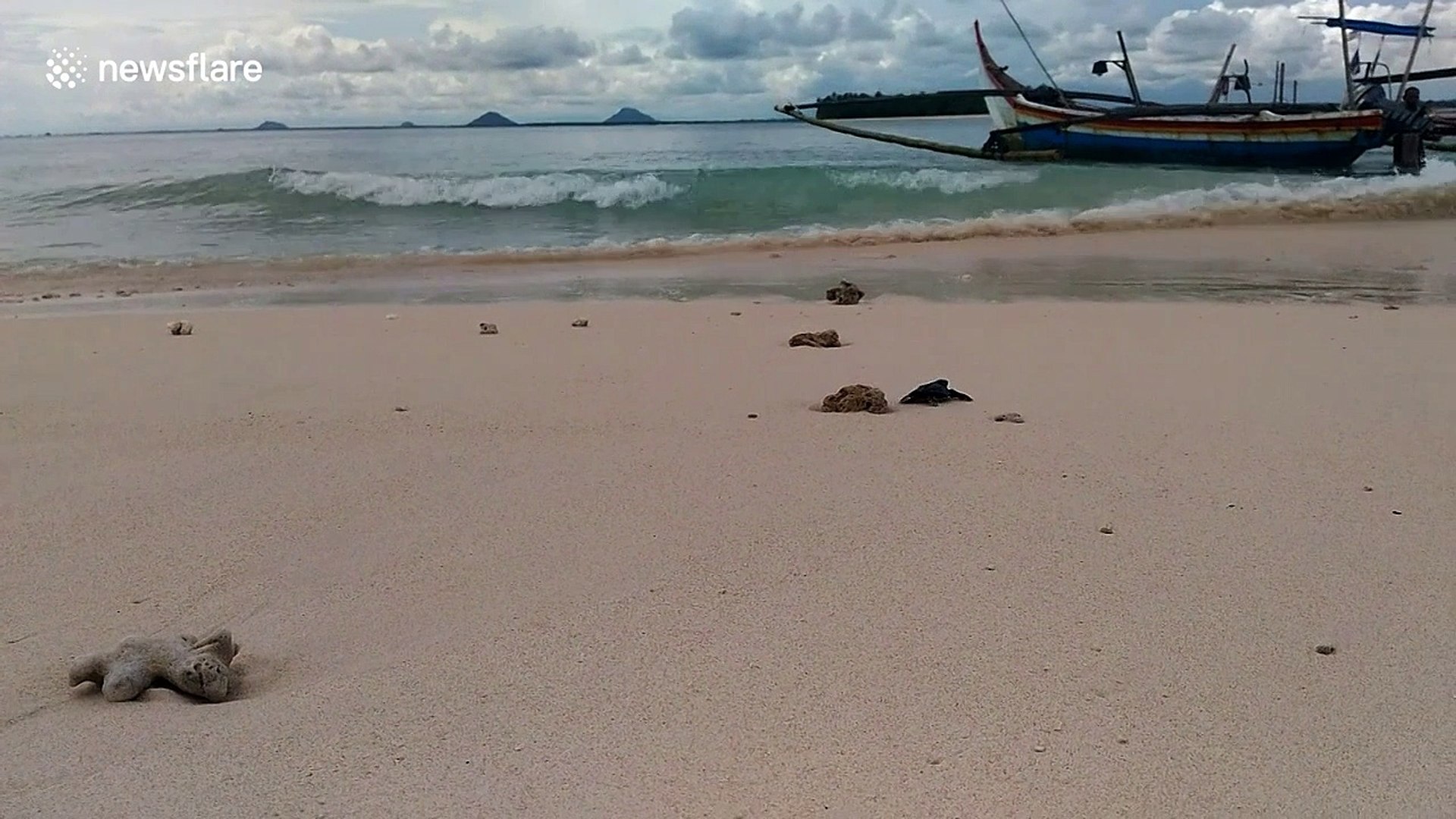 ⁣Moment critically endangered baby turtles enter ocean