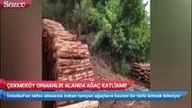 Çekmeköy'de ağaç katliamı