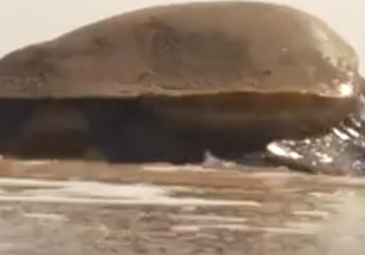 Thousands of Turtle Hatchlings Released in Bay of Bengal