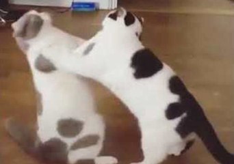 Descargar video: Cute Cats Enjoy a Quick Game of Patty-Cake