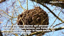 Un apiculteur français a inventé un piège contre les frelons asiatiques