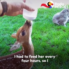 This baby deer got injured and left behind by her family — so this sweet guy took her in and raised her with his dog before sending her back to the wild 