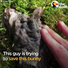 When this guy found a bunny floating in a lake, he decided to save his life. He even made him a little bed to recover in 