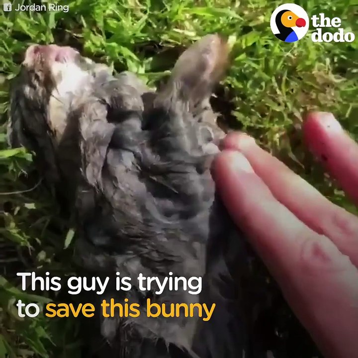 When this guy found a bunny floating in a lake, he decided to save his life. He even made him a little bed to recover in 
