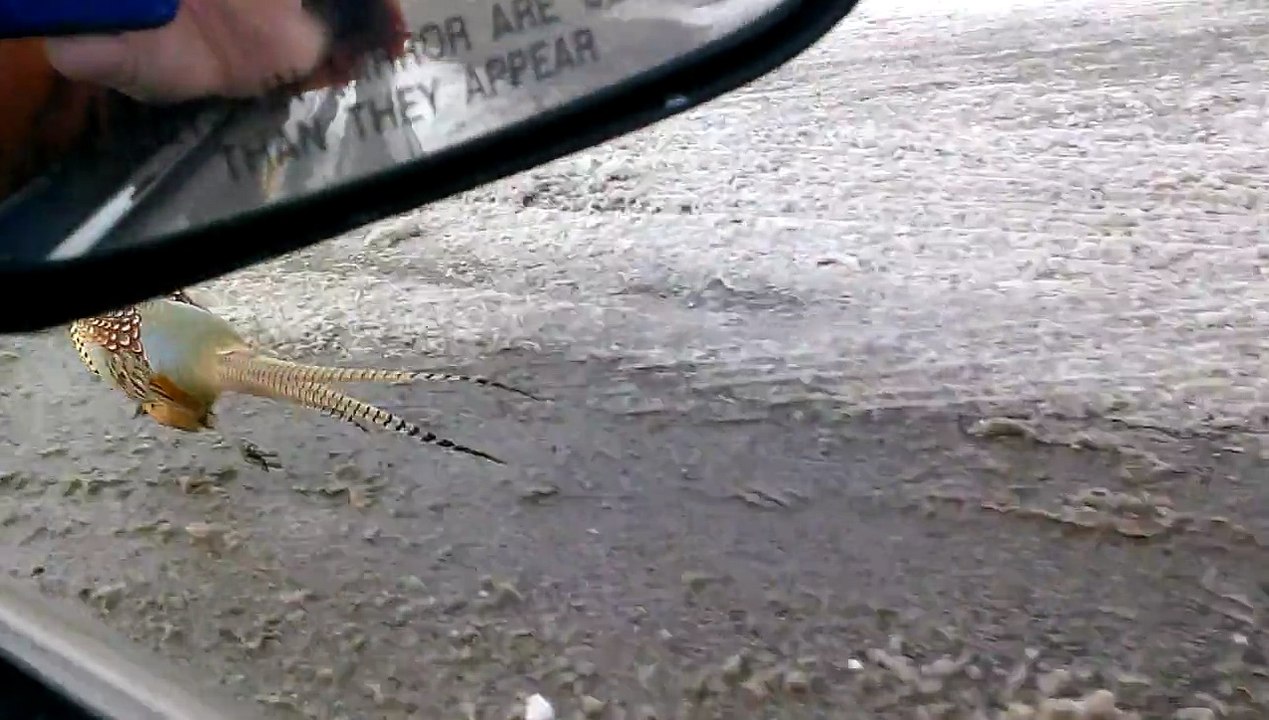 Pheasant Racing a Car