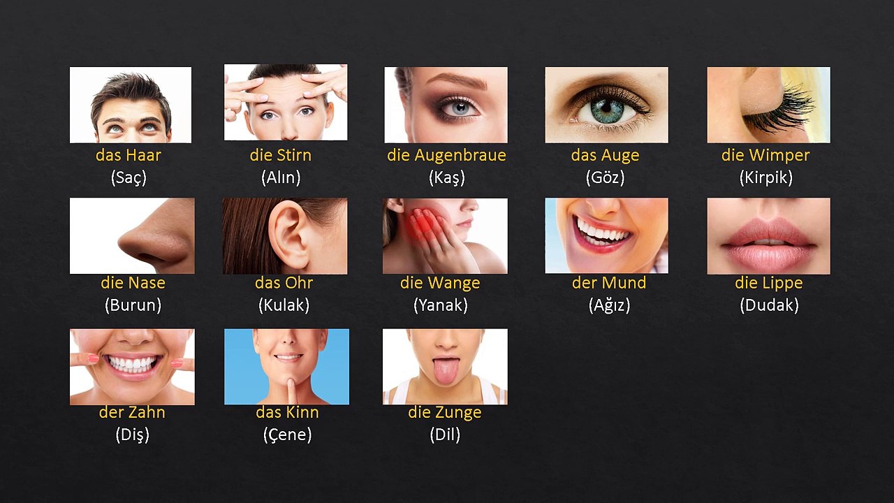 Almanca Vücudun Bölümleri