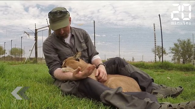 Cet animal sauvage le prend pour sa mère ! - Le Rewind du Mardi 22 Mai 2018