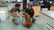 Mobile Pet Clinic Treats K9 Officers in the Field