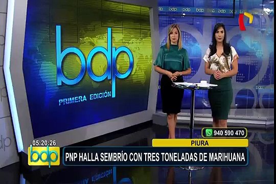 Piura: PNP incauta sembrío con 3 toneladas de marihuana
