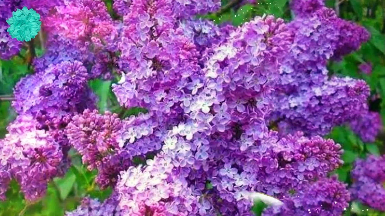 Frederick Kron-Zöld mezők_HD