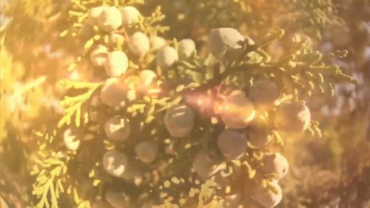 Summertime veled-Michael Weston_HD