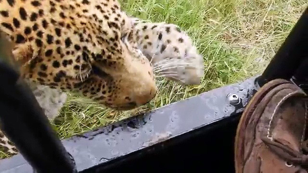 Leopard