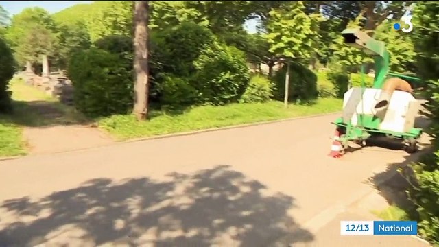 Animaux : des renards aux portes de Paris