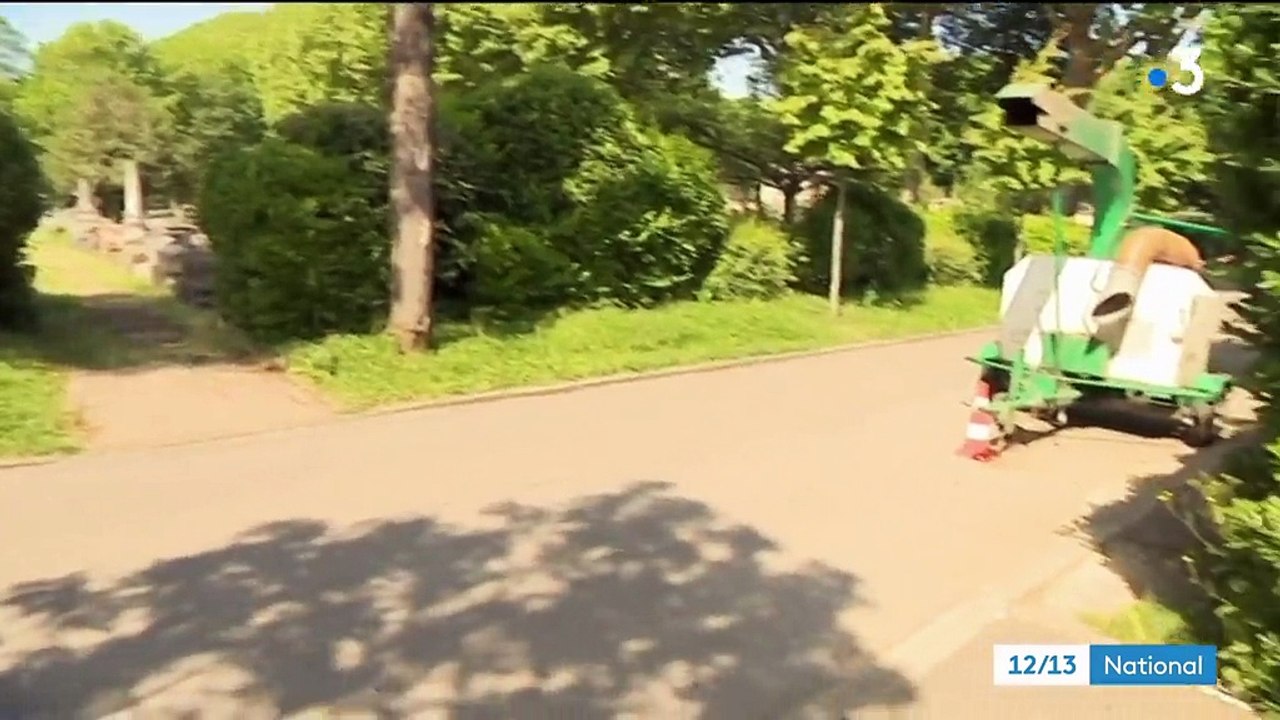 Animaux : des renards aux portes de Paris