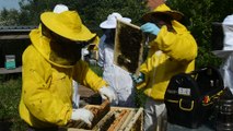 Elio Di Rupo, l'apiculteur