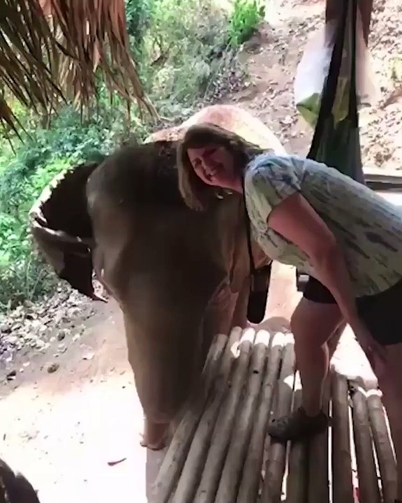 Cette fille va regretter d'avoir voulu faire une photo avec cet éléphant.