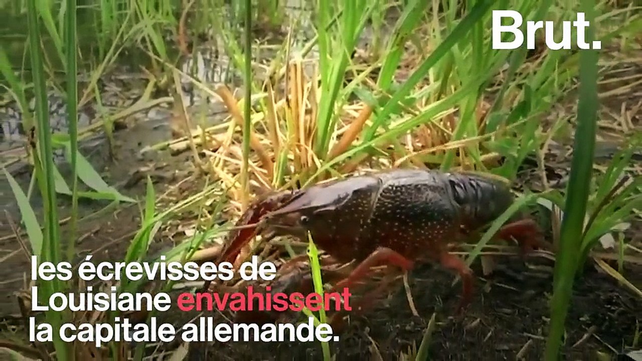 À Berlin, la chasse aux écrevisses de Louisiane est ouverte !