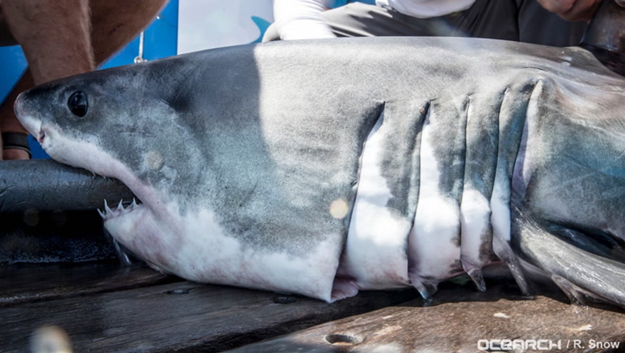 This team saves sharks and ages bourbon at the same time