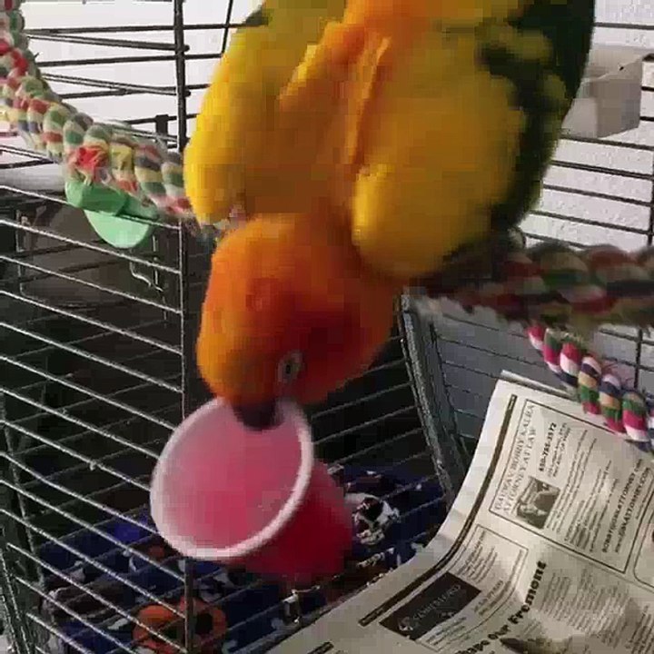 Funny Bird Plays with Cup