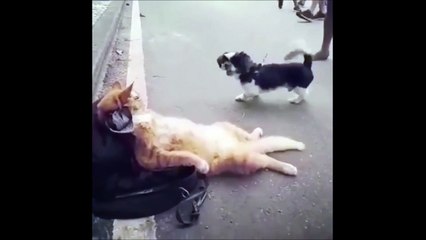 Ce chat reste impassible face à ce chien enervé