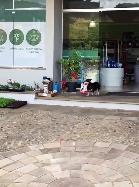 Hilarant : ce chien sort d'un magasin après avoir fait ses courses
