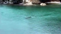 Dos orcas pasan a pocos metros de unos bañistas