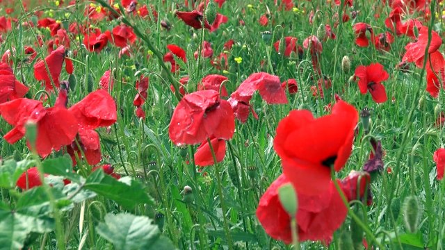 Alpes-de-Haute-Provence : les beaux coquelicots de Villeneuve près de Manosque