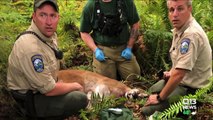 Chilling 911 Calls Released from Deadly Washington State Cougar Attack