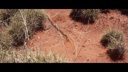 Sweet Country - Tráiler Español V.O.S.E HD [1080p]