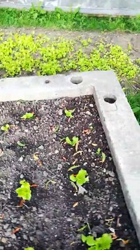 Devinez où est caché ce nid d'oisillons ?!