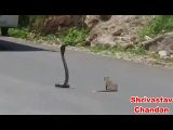 Viral Indian Animal Fight - Snake and Mongoose fight in India