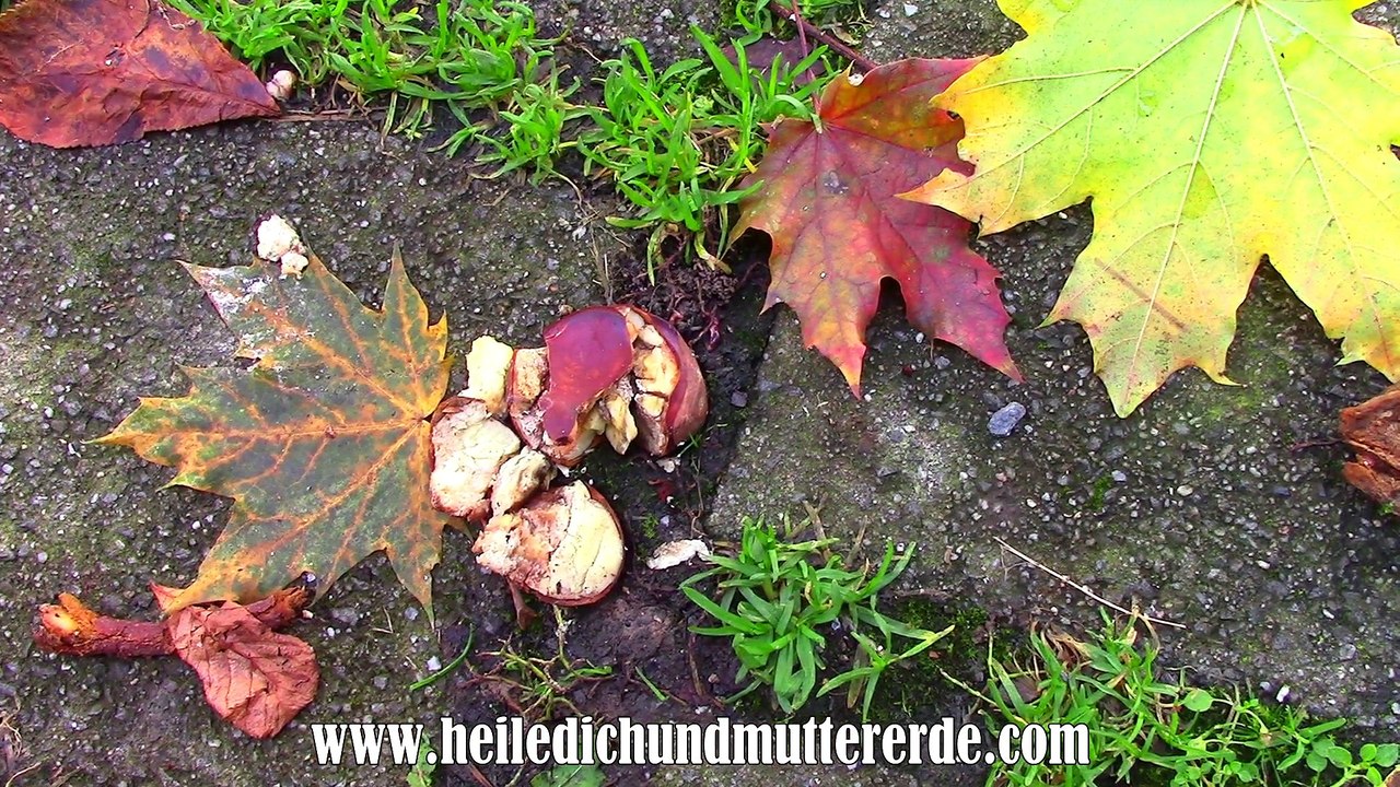 Vlog 1 | Nachhaltig Waschen mit Kastanien | Veganes Essen