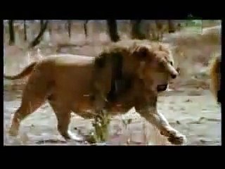 Pelea entre leones a camara lenta, impactante