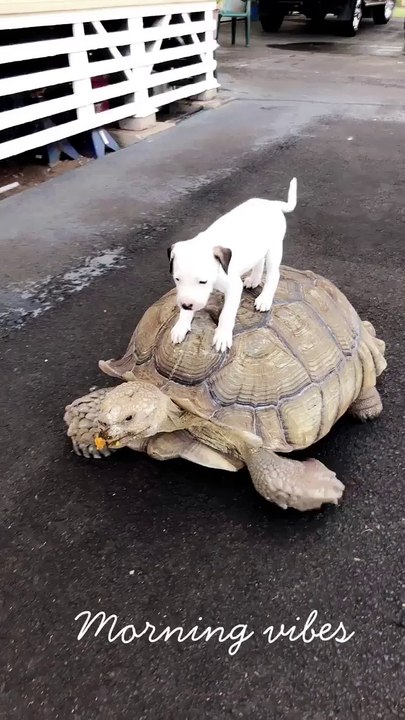 Tortoise-Riding Pup