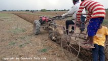 Two Brave Boys Catch King Cobra Snake Near Hand Tractor While Ploughing the Rice Farm