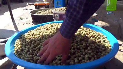 Dut Pekmezi Yapımına Başlandı