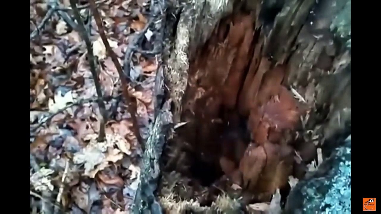 Most_Amazing_Animal_Moments_From_2015!